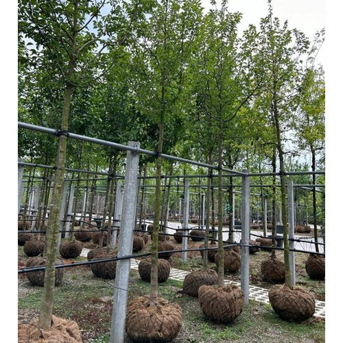 Japansk magnolia - Magnolia kobus - Stammens omkrets 20-25 cm, höjd 4-4,5 meter, HS, COCO